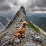 一只狗一天大概能爬多高的山峰?