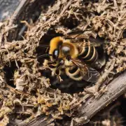 如果一个蜜蜂巢被破坏了 会发生什么?
