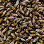 蜂巢是否位于一个危险地区例如是否有其他类型的昆虫或动物在附近?