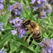 如果你是一位养蜂人那么你是否有其他建议可以帮助你更成功地保持你的野蜂种群?