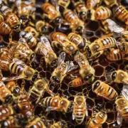 一口蜂蜜对于一只工蜂来说大约有4到5克重量而一个工蜂一天平均只能收集约20毫克糖分 如果没有新蜜可以采集工蜂会在23天内饿死死亡 所以如果蜜蜂的度夏缺蜜就会死亡吗?
