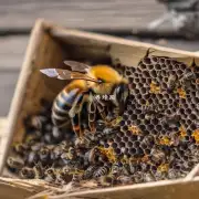 为什么伶俐蜜蜂要把食物储存到巢中而不是直接把它们放在室外呢?