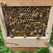 如何判断蜜蜂箱里的水分含量是否合理?