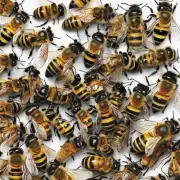 如果你发现一些残留物或痕迹但不确定它们是否来自一只被踩过的蜜蜂您打算如何处理这些物品呢?