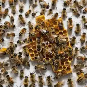 蜜蜂采花回来多久能酿造出含糖量较低的蜜呢?
