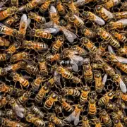 如果你有一个蜜蜂巢穴里养了很多只蜜蜂你会选择什么样的蚂蚁来作为天敌?