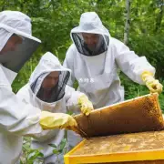 您对蜂蜜生产感兴趣吗?