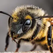 除了上述提到的经验或故事外你还有其他任何与被蜜蜂盯眼镜相关的信息可以分享吗?