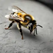 问题一蜜蜂为什么会得麻痹病?