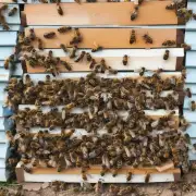 我从昨天开始意识到这个问题因为我的两个蜂箱已经没有足够的空间容纳所有蜜蜂了问题是什么蜜蜂不容易分蜂? 问题2你最近有几个月没有进行任何新的蜂箱建造工作或添加新蜂群吗?