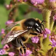 蜜蜂繁殖的小飞虫在蜂巢内的行为有哪些特点?这些特点是什么导致它们对蜜蜂繁殖有益而不是有害?