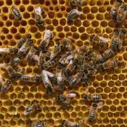 为什么蜜蜂会用蜜蜂蜡来建造巢穴?