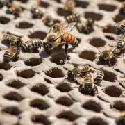 蜜蜂在蜂箱中的生存时间长短还与其繁殖能力有关吗?