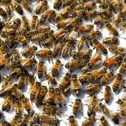 为什么选择合适的蜜蜂品种进行养殖?