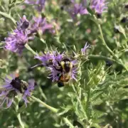 野蜂在野外收回后需要多少时间才能开始生产蜜?