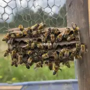 那在用地笼抓野生蜜蜂时这些被套住的蜜蜂会如何处理呢?