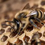 蜜蜂在蜂箱中存活时间最长的是什么品种?