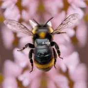 蜜蜂盖下的毛羽是用来做什么的?