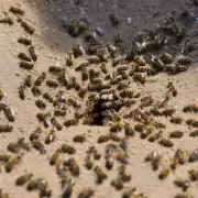 想要了解蜜蜂怎样把沙子从树干上推下来?
