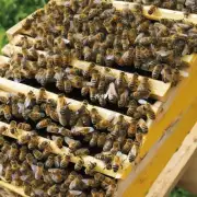 一般用于蜜蜂养殖的蜂箱包装袋有几种价格不同的选择吗?