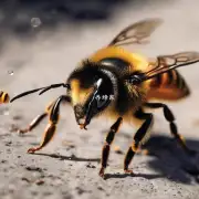 蜜蜂蜇人后如何处理伤口?