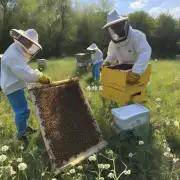 我是新手养蜂人想养一些蜜蜂来丰富我的生活但我不确定该如何进行养殖工作?