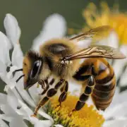 蜂蜜和蜜蜂繁殖的小飞虫之间有哪些联系?为什么它们之间的互动非常重要?