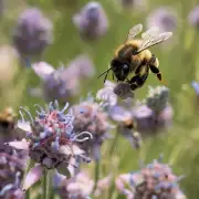 蜜蜂蛰人的时候蜜蜂的刺为什么会对不同个体产生不同的反应和感受呢?