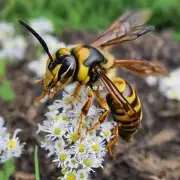 如果你在一个田地里发现了一只只长角蜂你会选择什么样的昆虫作为天敌?