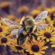 明白了那么下一个问题是 为什么蜜蜂在飞行时产生如此多的振动声呢?
