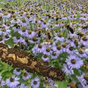 蜜蜂对于环境变化有怎样的适应性?