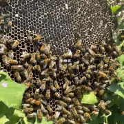 MC为什么让蜜蜂不出来呢?