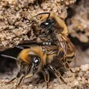 岩洞蜜蜂是如何进行繁殖和交配的呢?