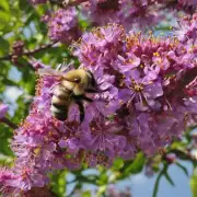 Where does the bee live on a tree?