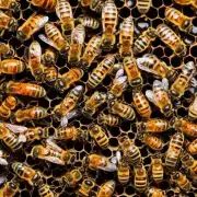 当蜜蜂开始蜂蜜生产时需要多少时间?