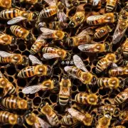 是否知道蜜蜂会在秋季迁徙以获得食物和养分?