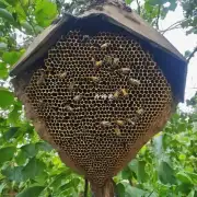 这蜂巢是否位于一个危险地区?