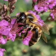 如何保护蜜蜂免受害虫侵害并提高其免疫力水平?