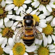 在处理蜜蜂乱串门问题时有哪些常见的误解和误区需要我们注意避免?