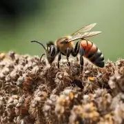 如果你想要保护自己的蜜蜂你会选择什么样的蚂蚁作为天敌进行攻击?