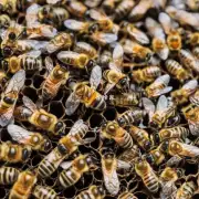 当一只蜂子被释放出来时它是否知道在哪里找到它特定的蜜蜂巢?