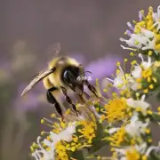 当蜜蜂蜇人时为什么有些人会出现过敏反应而另一些人却没有呢?