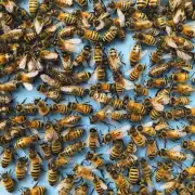 请您告诉我在中国大陆大蜜源在哪里可以找到蜜蜂生产的地方?