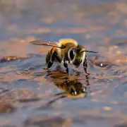 蜜蜂在水中呆的时间是多长?
