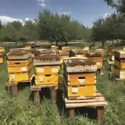 我猜想他们可能觉得蜜蜂的蜜很好吃或者因为他们需要糖分补充营养另外一些人可能是为了谋生而从事盗窃蜂窝等活动第二题 怎样才能防止别人偷取我的蜜蜂的蜂蜜呢?