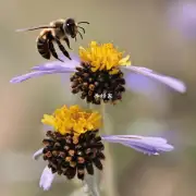 当一只蜜蜂和另外一只蜜蜂并排站在一起时会是什么样的场景?