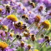 首先我想问你一个问题 你知道为什么蜜蜂会选择不同的花朵进行采蜜吗?