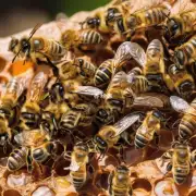除了以上问题外你还有其他关于未来蜜蜂前景的问题需要提出吗?