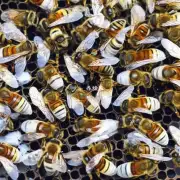问题一南涧县的蜜蜂养殖业是否发达?