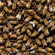 在双层土养蜜蜂如何取蜜的过程中需要注意哪些方面呢?